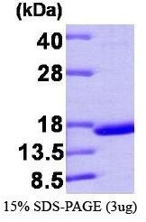 NBP1-37075 - Transthyretin / Prealbumin