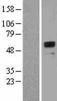 NBL1-14863 - Pregnancy Specific Glycoprotein 1 Lysate
