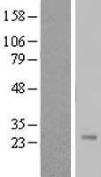 NBL1-14864 - Pregnancy specific beta 1 glycoprotein 11 Lysate