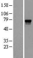 NBL1-14190 - Proprotein Convertase 2 Lysate