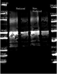 NB120-7246 - Protein A