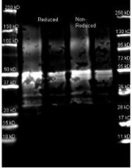 NB120-7244 - Protein A
