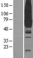 NBL1-14460 - Pyruvate Kinase Lysate