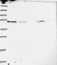 NBP1-83452 - RAD9B