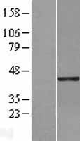 NBL1-15125 - RAE1 Lysate