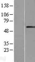 NBL1-15127 - RAG2 Lysate