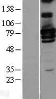 NBL1-15132 - RALBP1 Lysate