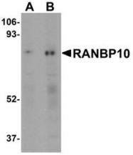 NBP1-77372 - RANBP10