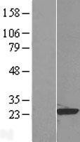 NBL1-15147 - RAP1B Lysate
