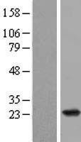 NBL1-15149 - RAP2B Lysate