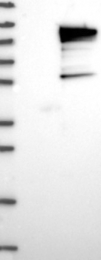 NBP1-87156 - UIMC1 / RAP80
