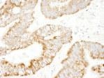 NBP1-06549 - RAPGEF2
