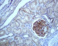 NBP1-95559 - RAPGEF3