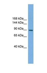 NBP1-57044 - RAPGEF3