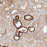 NBP1-81305 - RAPGEFL1