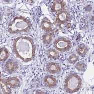 NBP1-82015 - RASGEF1B