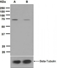 NBP1-96119 - RASGRP3