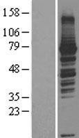 NBL1-15171 - RASGRP3 Lysate