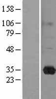NBL1-15174 - RASL11B Lysate