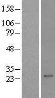 NBL1-15183 - RAX2 Lysate