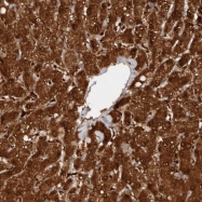NBP1-84115 - Ribokinase / RBKS