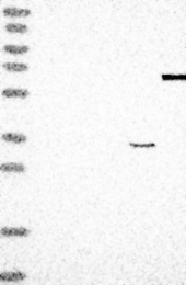 NBP1-84115 - Ribokinase / RBKS
