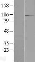 NBL1-15197 - RBM12 Lysate