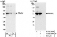 NBP1-28735 - RBM34
