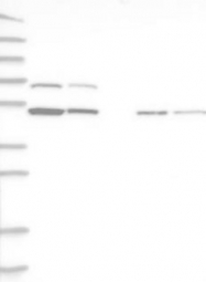 NBP1-83039 - RBM34