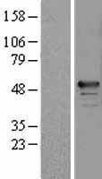 NBL1-15207 - RBM34 Lysate