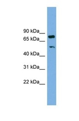 NBP1-57523 - RBM42
