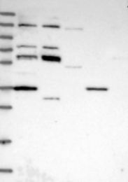NBP1-82770 - RBM42