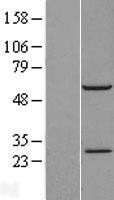 NBL1-15212 - RBM42 Lysate