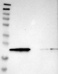 NBP1-88376 - RBM8A / RBM8