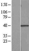 NBL1-15219 - RBMS1 Lysate