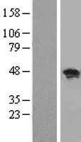 NBL1-15220 - RBMS1 Lysate