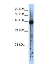 NBP1-57271 - RBMS2 / SCR3