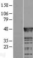 NBL1-15221 - RBMS2 Lysate