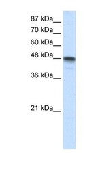 NBP1-57147 - RBMS3
