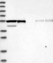 NBP1-89497 - RBMS3