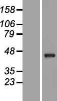 NBL1-15224 - RBMY1A1 Lysate