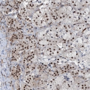 NBP1-84383 - Retinoid-binding protein 7 / RBP7