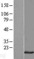 NBL1-15230 - RBP7 Lysate
