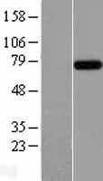NBL1-12012 - RC74 Lysate