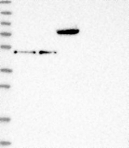 NBP1-92323 - RCOR2