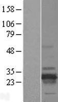 NBL1-15252 - RD3 Lysate