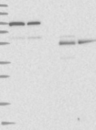 NBP1-87144 - REC8