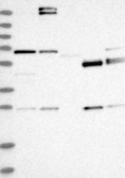 NBP1-87145 - REC8
