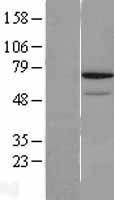 NBL1-15262 - REC8 Lysate