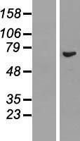 NBL1-15263 - REC8 Lysate